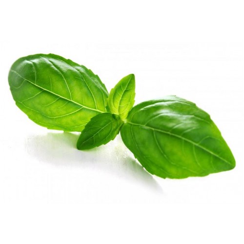 MINT LEAVES - PUDINA PATA