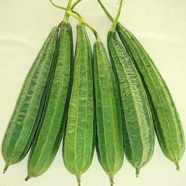 RIDGE GOURD JHINGE JHINGA