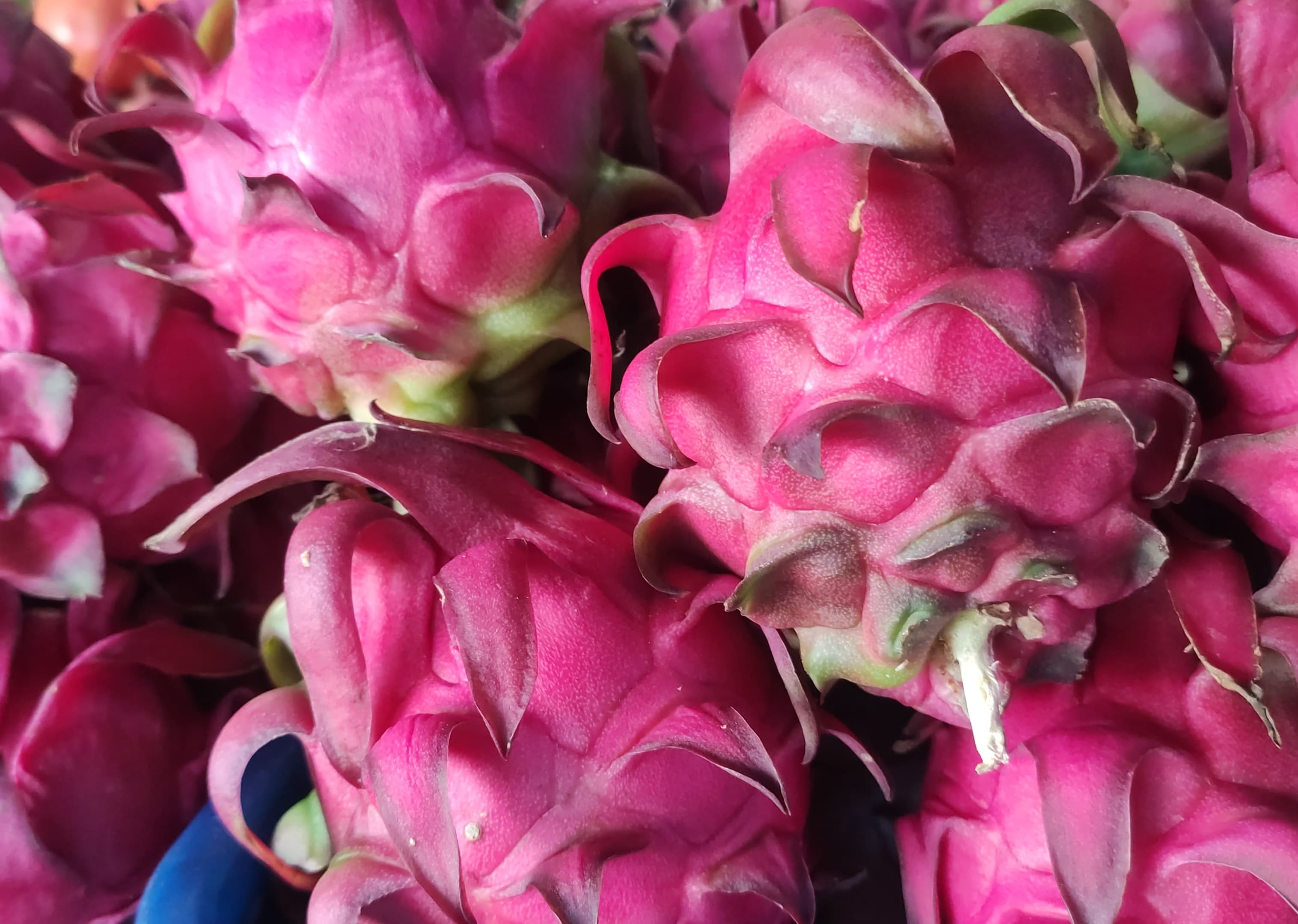 DRAGON FRUIT (APPROX. FINAL RATE AS PER WEIGHT)