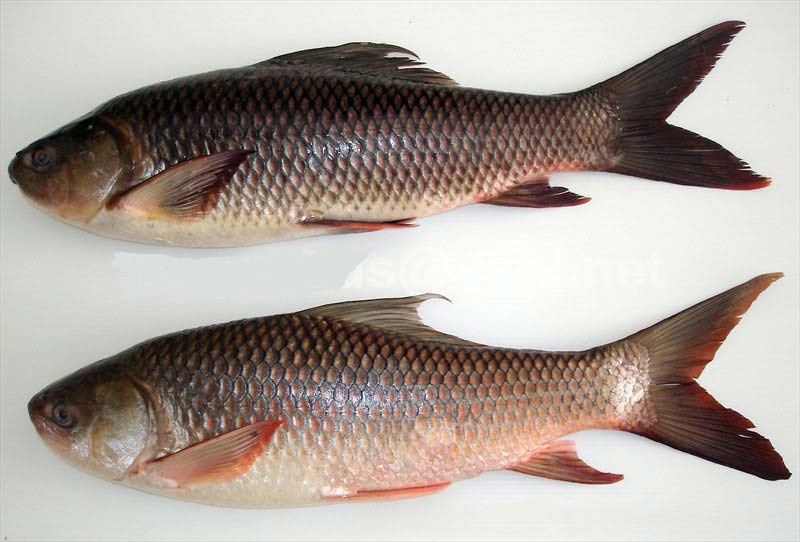 ICED RUI ROHU FISH MACHH  WHOLE APPROX (FINAL RATE AS PER WEIGHT)