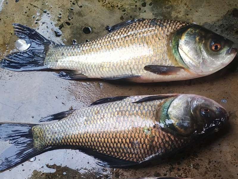 FRESH DESI KATLA CATLA FISH MACHH WHOLE APPROX (FINAL RATE AS PER WEIGHT)