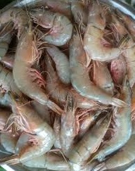CHINGRI PRAWN SHRIMP FISH MACHH (FINGER SIZE)