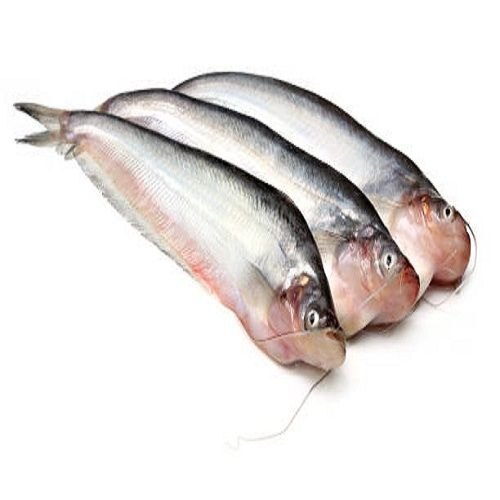 PABDA FISH