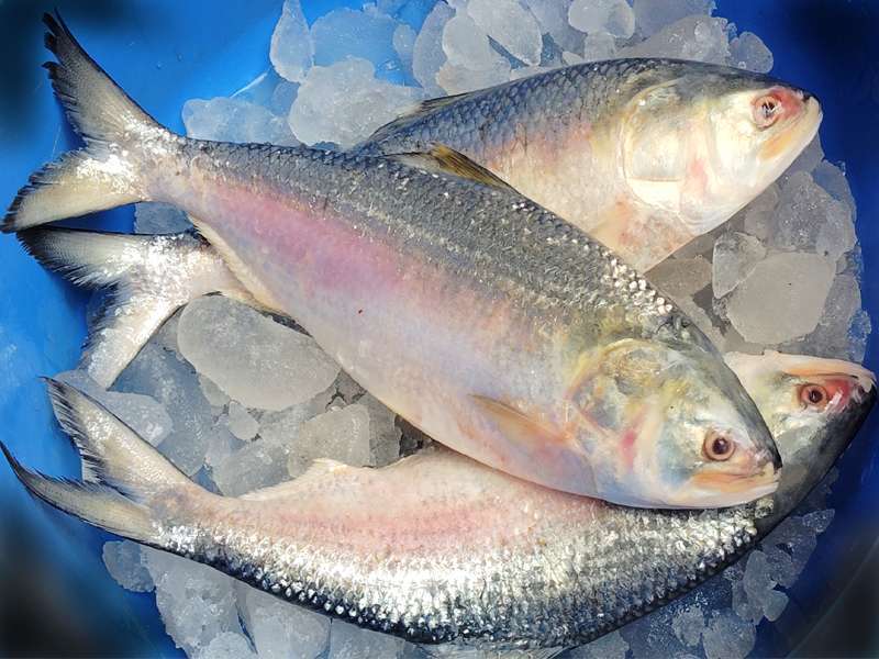ILISH MACH GOTA (200 - 300 GM, FINAL PRICE AS PER WEIGHT)