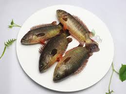 FRESH DESI KOI MACH FISH