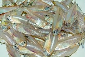 SEA MOROLA MOURALA MOLA CARPLET FISH MACHH (CUTTING NOT AVAILABLE)